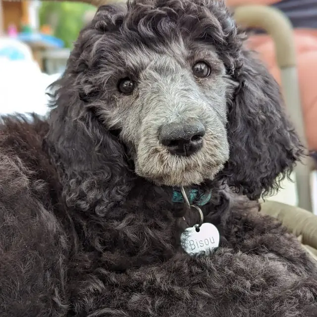 Therapiehund Bisou, ein grauer Pudel, liegt entspannt auf einem Kissen
