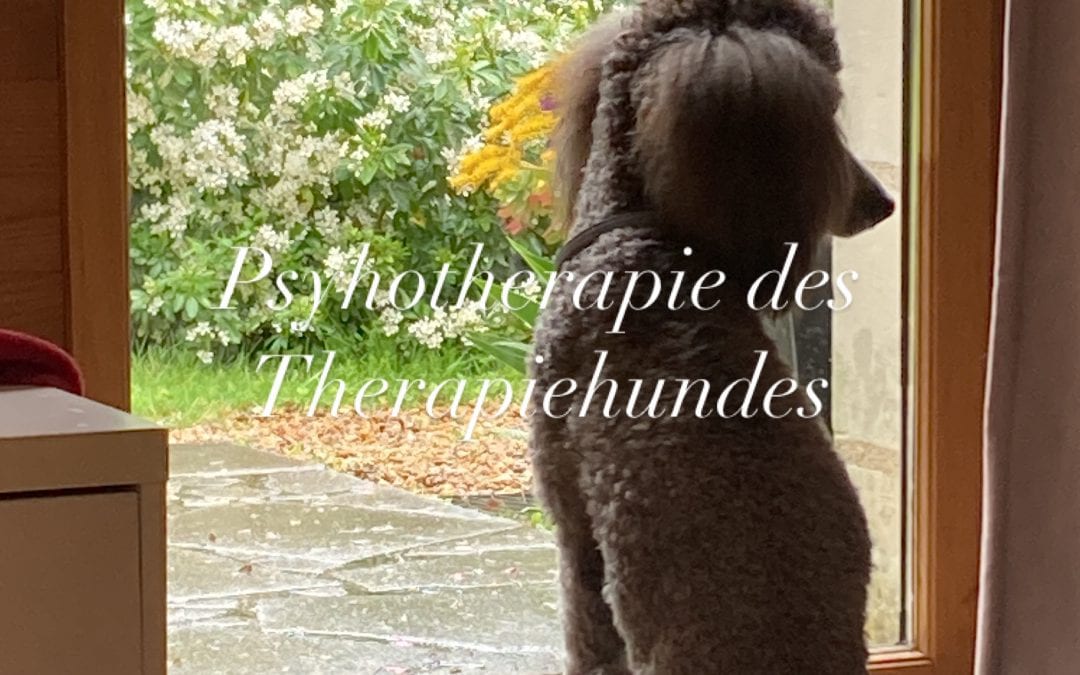 Psychotherapie des Therapiehundes :-)