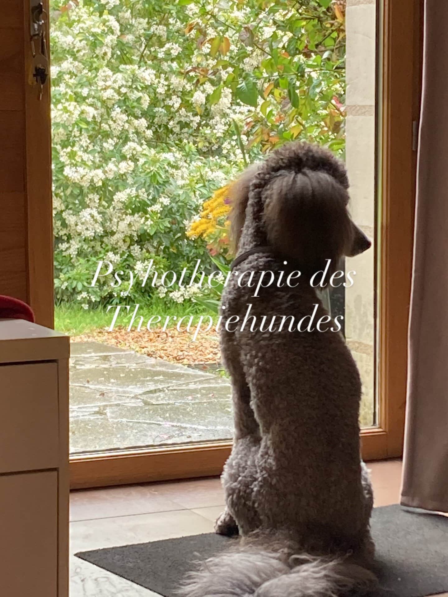 Psychotherapie des Therapiehundes :-)