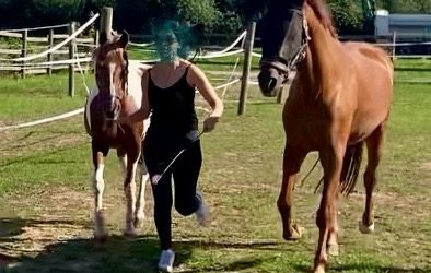 Therapiepferde bei der Arbeit