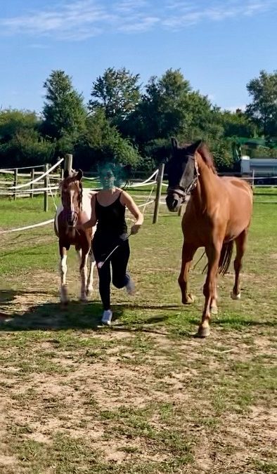 Therapiepferde bei der Arbeit