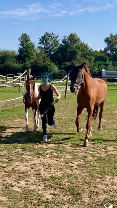 Therapiepferde bei der Arbeit