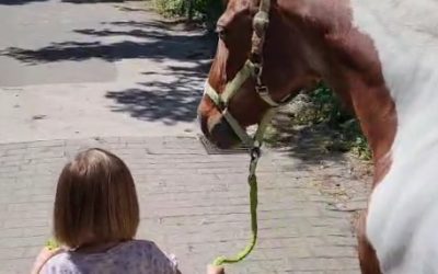 Therapiepferd Ashley bei der Arbeit
