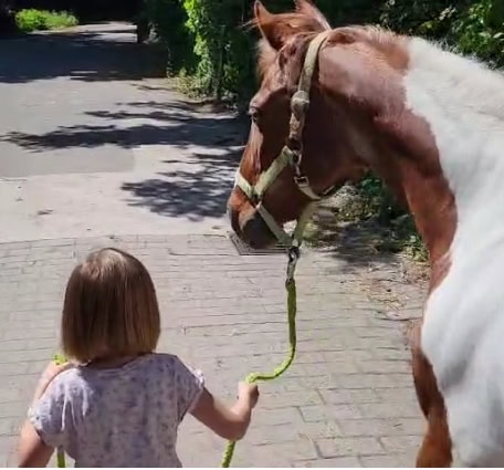 Therapiepferd Ashley bei der Arbeit